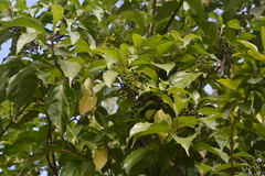 Viburnum cylindricum